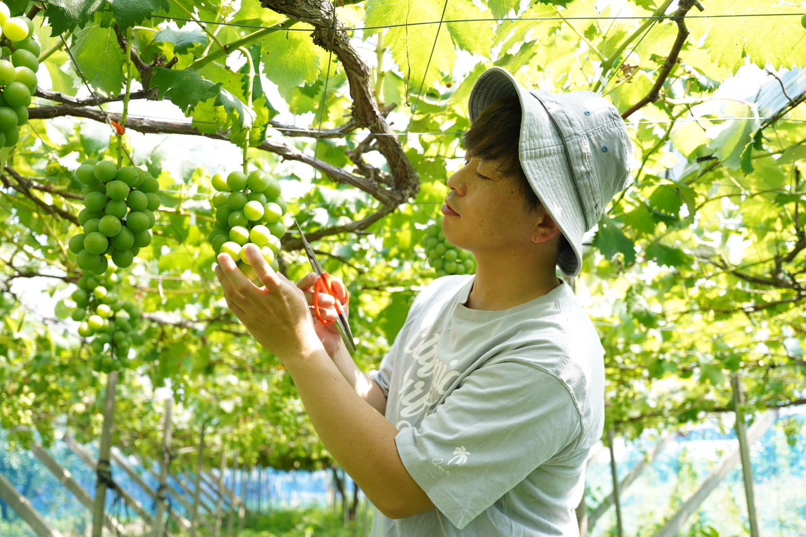 岐阜のぶどうから、日本の農業の未来を切り拓く「MUSCAT GARDEN GIFU」を訪ねてみた。